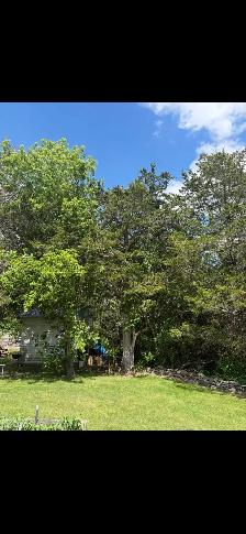 Tree Cleanup/Felling - Photo 3