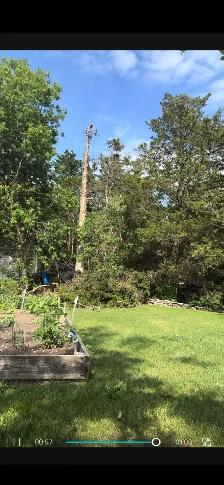 Tree Cleanup/Felling - Photo 4