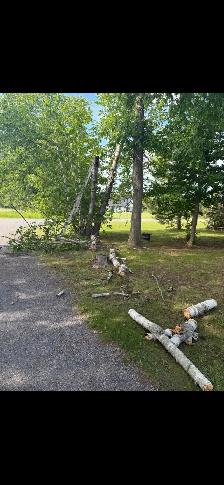Tree Cleanup/Felling - Photo 6