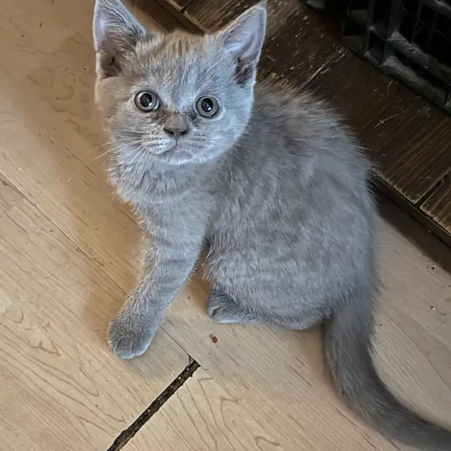 Scottish fold Siamese lilac girl