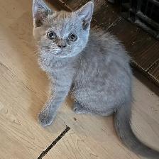 Scottish fold Siamese lilac girl
