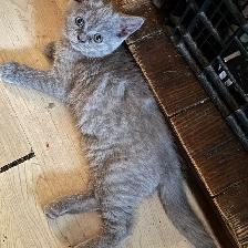 Scottish fold Siamese lilac girl - Photo 2
