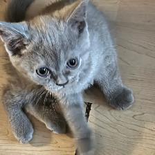 Scottish fold Siamese lilac girl - Photo 3