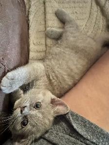 Scottish fold Siamese lilac girl - Photo 4