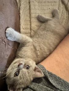 Scottish fold Siamese lilac girl - Photo 5