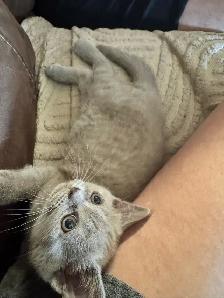 Scottish fold Siamese lilac girl - Photo 6