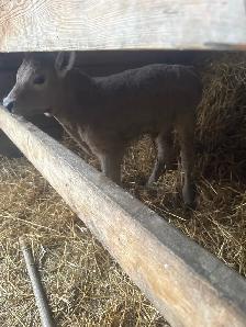 bottle calf
