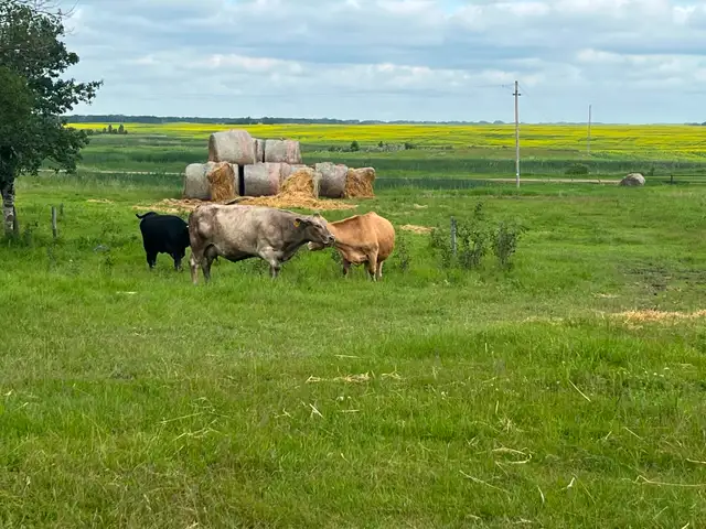 5 cow calf pairs