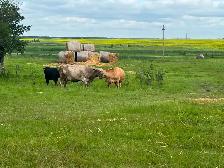 5 cow calf pairs