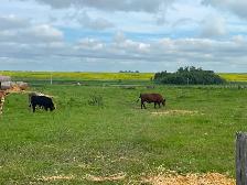 5 cow calf pairs - Photo 2