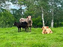 5 cow calf pairs - Photo 3