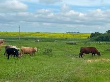 5 cow calf pairs - Photo 4
