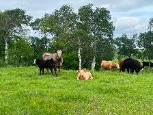 5 cow calf pairs - Photo 5