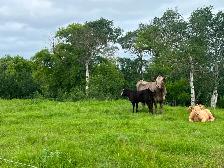 5 cow calf pairs - Photo 6