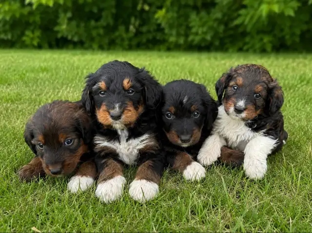 Tricolored Labrabernedoodle Puppies for Sale - $1000