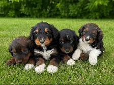 Tricolored Labrabernedoodle Puppies for Sale - $1000