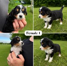 Tricolored Labrabernedoodle Puppies for Sale - $1000 - Photo 2