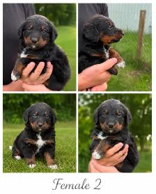 Tricolored Labrabernedoodle Puppies for Sale - $1000 - Photo 3