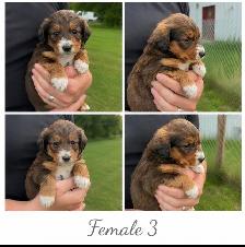 Tricolored Labrabernedoodle Puppies for Sale - $1000 - Photo 4