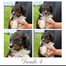 Tricolored Labrabernedoodle Puppies for Sale - $1000 - Photo 5