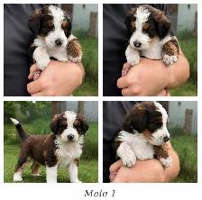 Tricolored Labrabernedoodle Puppies for Sale - $1000 - Photo 6