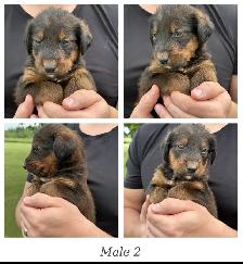 Tricolored Labrabernedoodle Puppies for Sale - $1000 - Photo 7