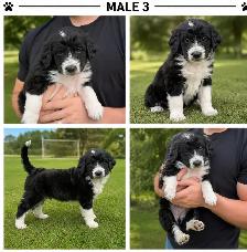 Tricolored Labrabernedoodle Puppies for Sale - $1000 - Photo 8