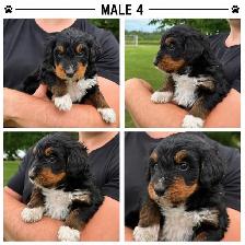 Tricolored Labrabernedoodle Puppies for Sale - $1000 - Photo 9