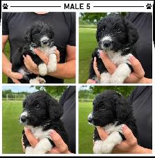 Tricolored Labrabernedoodle Puppies for Sale - $1000 - Photo 10