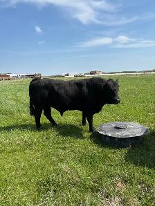 3 Year old Simmental cross bull