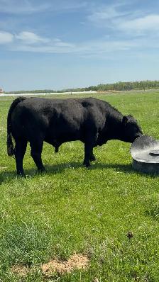 3 Year old Simmental cross bull - Photo 2