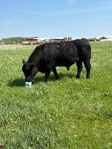 3 Year old Simmental cross bull - Photo 3