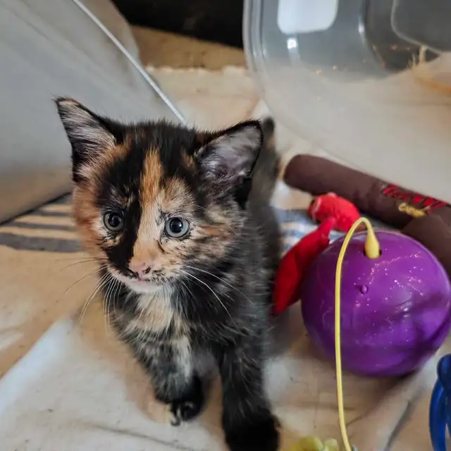 Petite dernière chatte caramel et brune  faite vite!