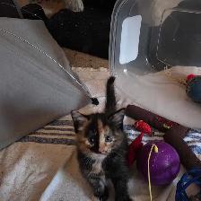 Petite dernière chatte caramel et brune  faite vite! - Photo 3