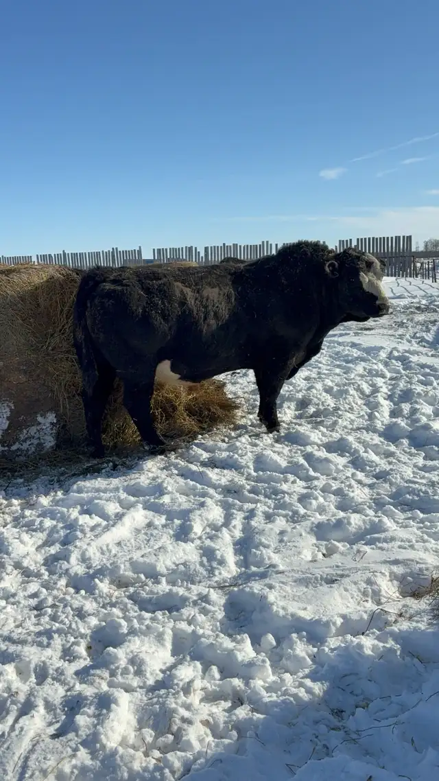 5 year old Simmental bull