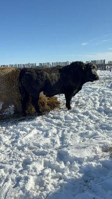 5 year old Simmental bull