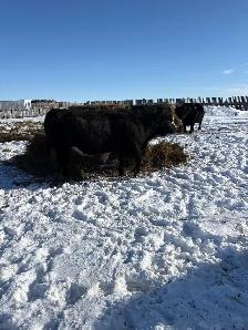 5 year old Simmental bull - Photo 2