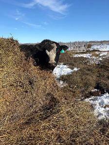 5 year old Simmental bull - Photo 3