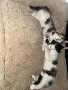 6 week old kittens. - Photo 2
