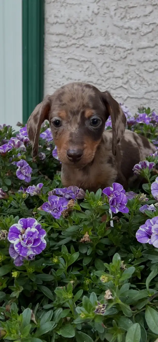 6 Adorable Mini-Dachshund Puppies - Well socialized