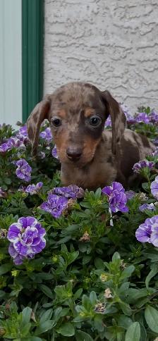 6 Adorable Mini-Dachshund Puppies - Well socialized