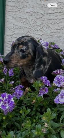 6 Adorable Mini-Dachshund Puppies - Well socialized - Photo 2