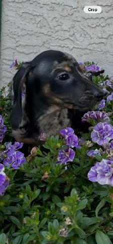 6 Adorable Mini-Dachshund Puppies - Well socialized - Photo 3