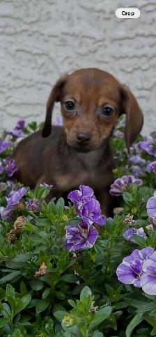 6 Adorable Mini-Dachshund Puppies - Well socialized - Photo 4