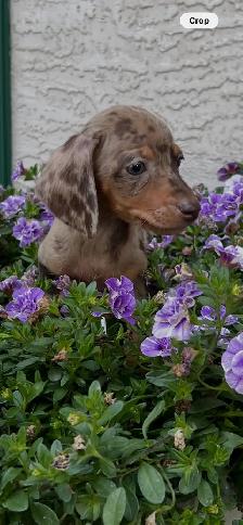 6 Adorable Mini-Dachshund Puppies - Well socialized - Photo 5