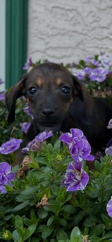 6 Adorable Mini-Dachshund Puppies - Well socialized - Photo 6