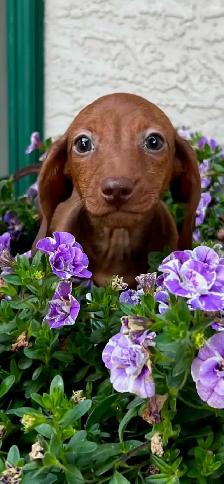 6 Adorable Mini-Dachshund Puppies - Well socialized - Photo 7