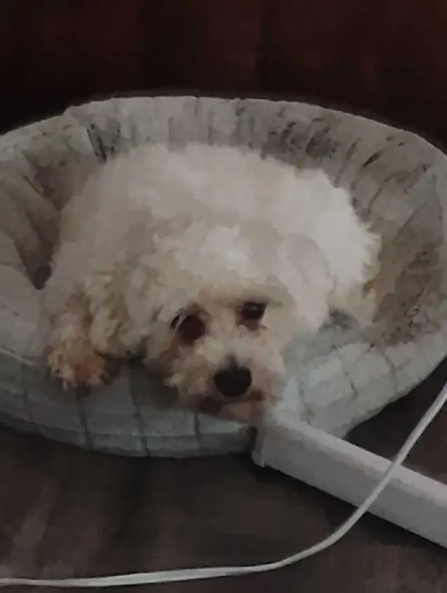 Pet sitter Needed
