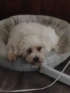 Pet sitter Needed