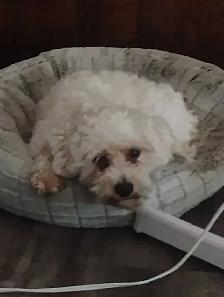 Pet sitter Needed - Photo 2